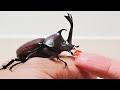 장수풍뎅이에게 젤리를 준다면? / 장수풍뎅이 키우기 (What happens when you give jelly to a giant beetle)