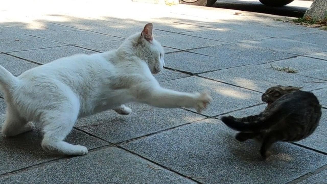 Angry White Cat Viciously Attacked a Kitten for No Reason..