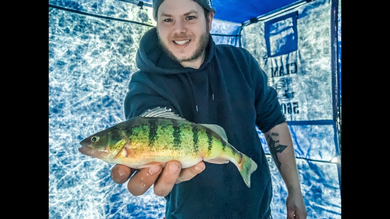 ICE FISHING for MINNESOTA GOLD! "JUMBO PERCH FISHING" YouTube