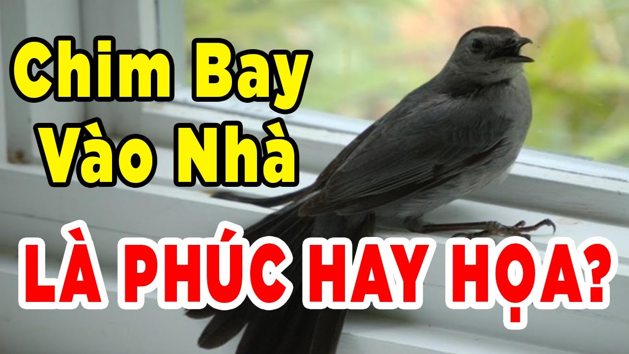 Kinh Hoàng Với Điềm Báo Khi Chim Bay Vào Nhà? Xem Ngay Kẻo Tán Gia Bại Sản, Tiền Bạc Đội Nón Ra Đi