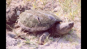 Snapping Turtle Bite Force Video 2020