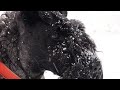Керри блю терьер: Зима в Валуево / Kerry Blue Terrier: Winter in Valuevo