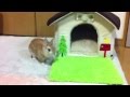 ウサギのモキュ様 一軒家を手に入れるの巻！