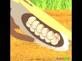 植木鉢でセミの幼虫を育てよう! #Shorts |昆虫の名前|CoCosToy