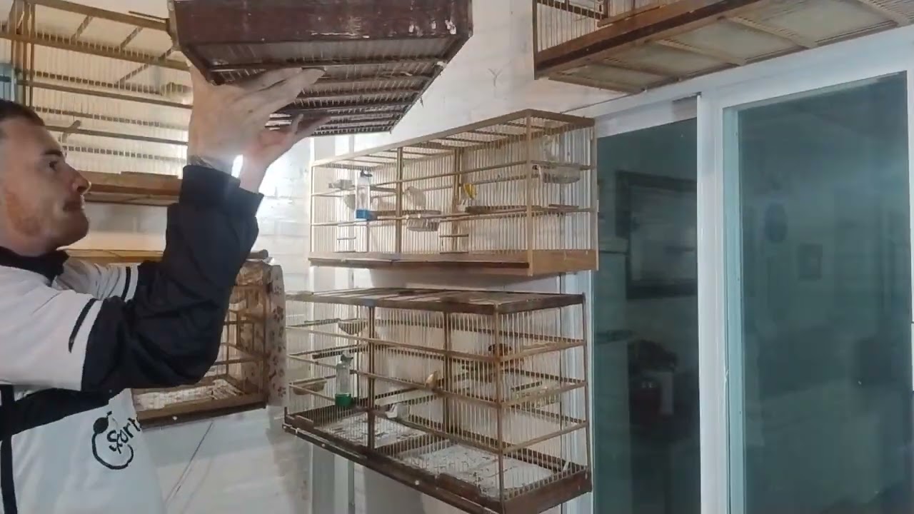 CANARIL EM SETEMBRO COM FILHOTES JACQUES HENRI