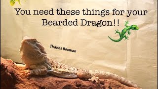 Bearded Dragon Care| What You Need
