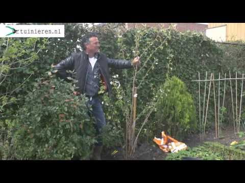 Video: Fruitbomen en struiken. Fruitbomen en struiken