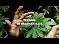 Vidio story REGGAE