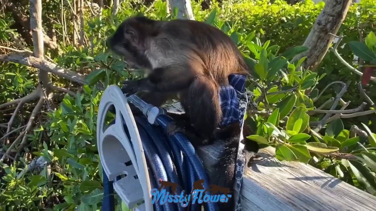 Monkey Toby working on his cleaning skills, wait to see him use the water 💦 hose! 😂 Smart baby