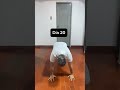 Días del 18 al 21 del #reto 1 flexión más por cada día del mes #pushup #flexiones #fitness