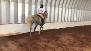 Gandalf The Gray, Dressage Foundation 1, 3.29.20. Debra Bergstrom