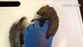 Red vs gray squirrel size comparison Identifying The Difference Between Red And Grey Squirrels