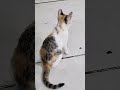 Chú Mèo Tam Thể đang rình bắt chuột. The Calico Cat is stalking mice. 三毛猫がネズミを追いかけている