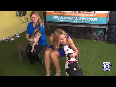 Oakland Park animal rescue hopes to find ‘furever’ homes for pets of all sizes