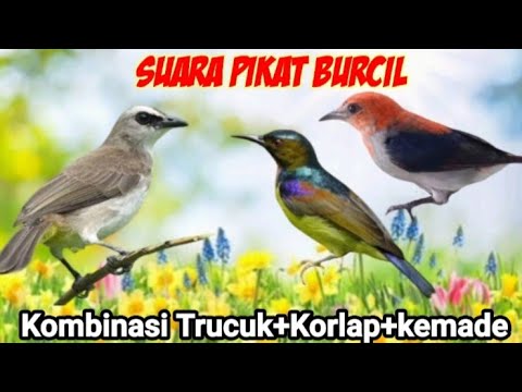SUARA PIKAT BURCIL Kombinasi Trucuk+Kemade+Kolibri Kelapa