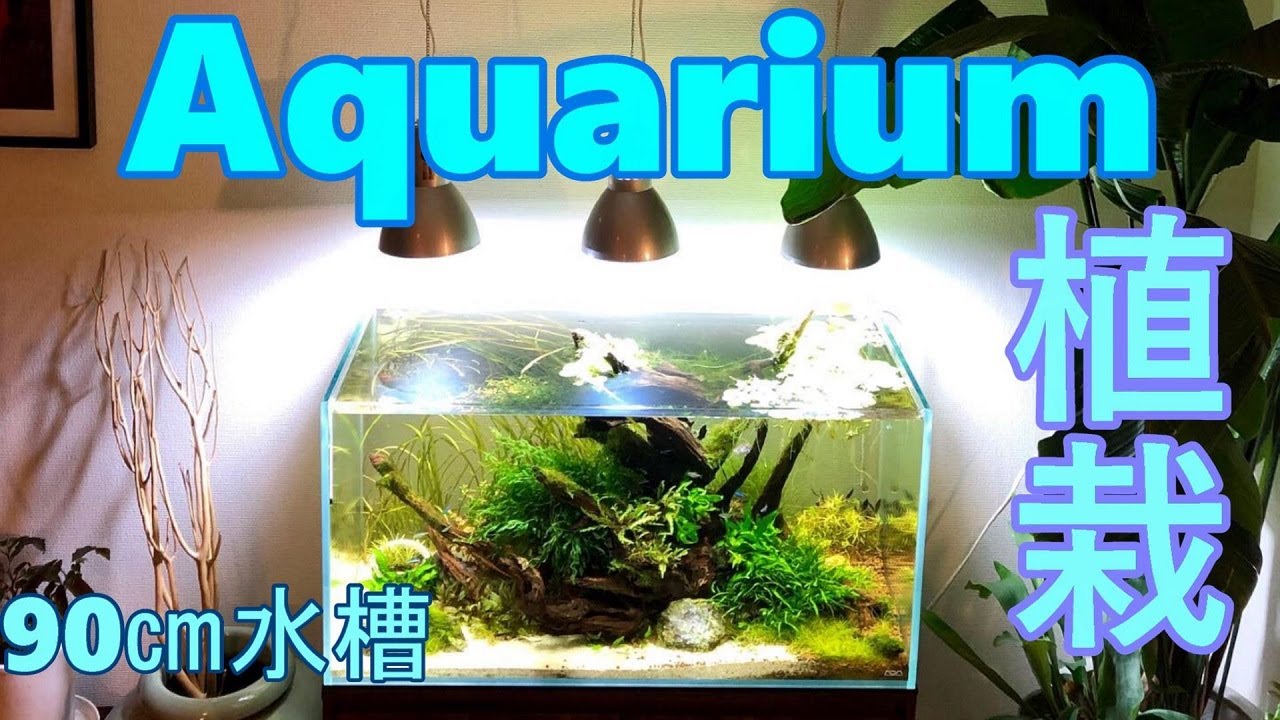 アクアリウム】有茎草を植えていくー(黒髭苔撲滅キャンペーン) - YouTube アクアリウム】有茎草を植えていくー(黒髭苔撲滅キャンペーン) - YouTube