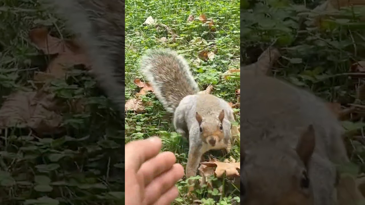 Роспаковка!😜Dji neo😍👍классный селфидрон для городов и маленьких пространств!Как например Турин 😍