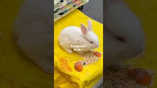 KEMERALTI LEZZET TURU