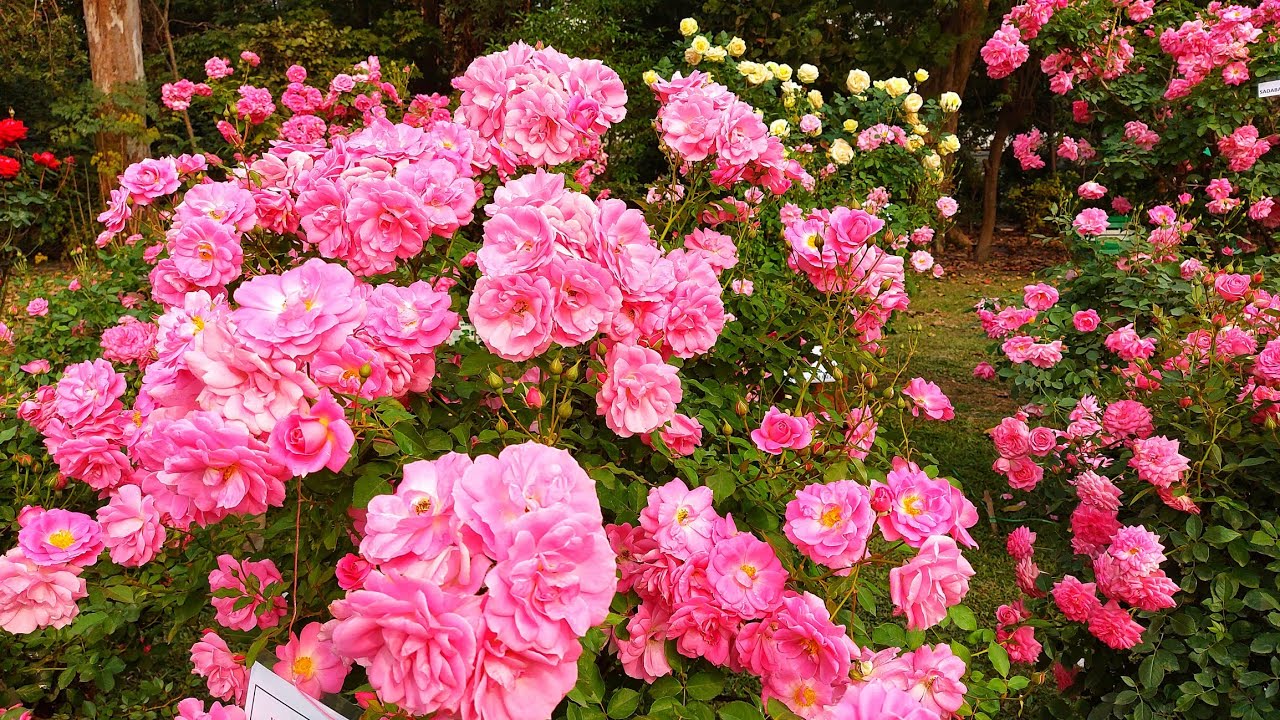 ये 3 काम अभी करो गुलाब  मे / Exhibition level Rose | part - 3