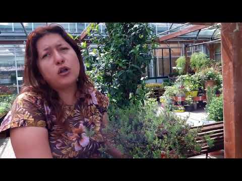 Video: Cura dell'erica messicana - Impara come piantare l'erica messicana in giardino