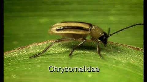 Western Corn Rootworm Preview Clip