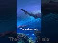 #shark  #travel #fin  #shortsviral #shortsviral #swimmingpool