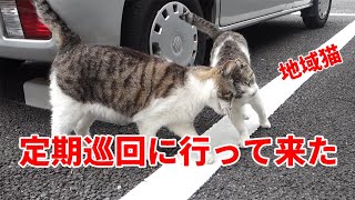 【地域猫】　定期巡回に行って来た　【キャットレスキュー634】