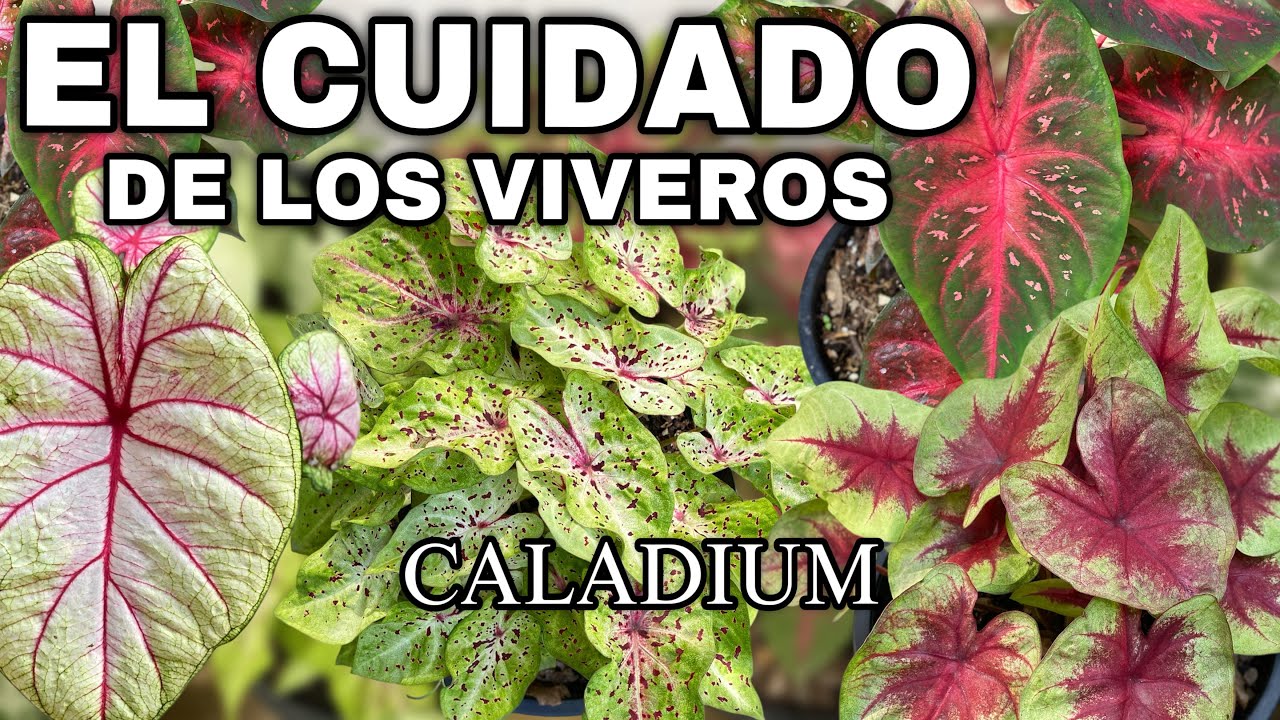 Como tener caladium con muchas HOJAS | El Truco de los viveros 🌿