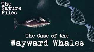 The Nature Files (Ep. 3): The Case of the Wayward Whales