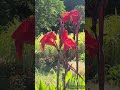 赤いカンナ咲いてた