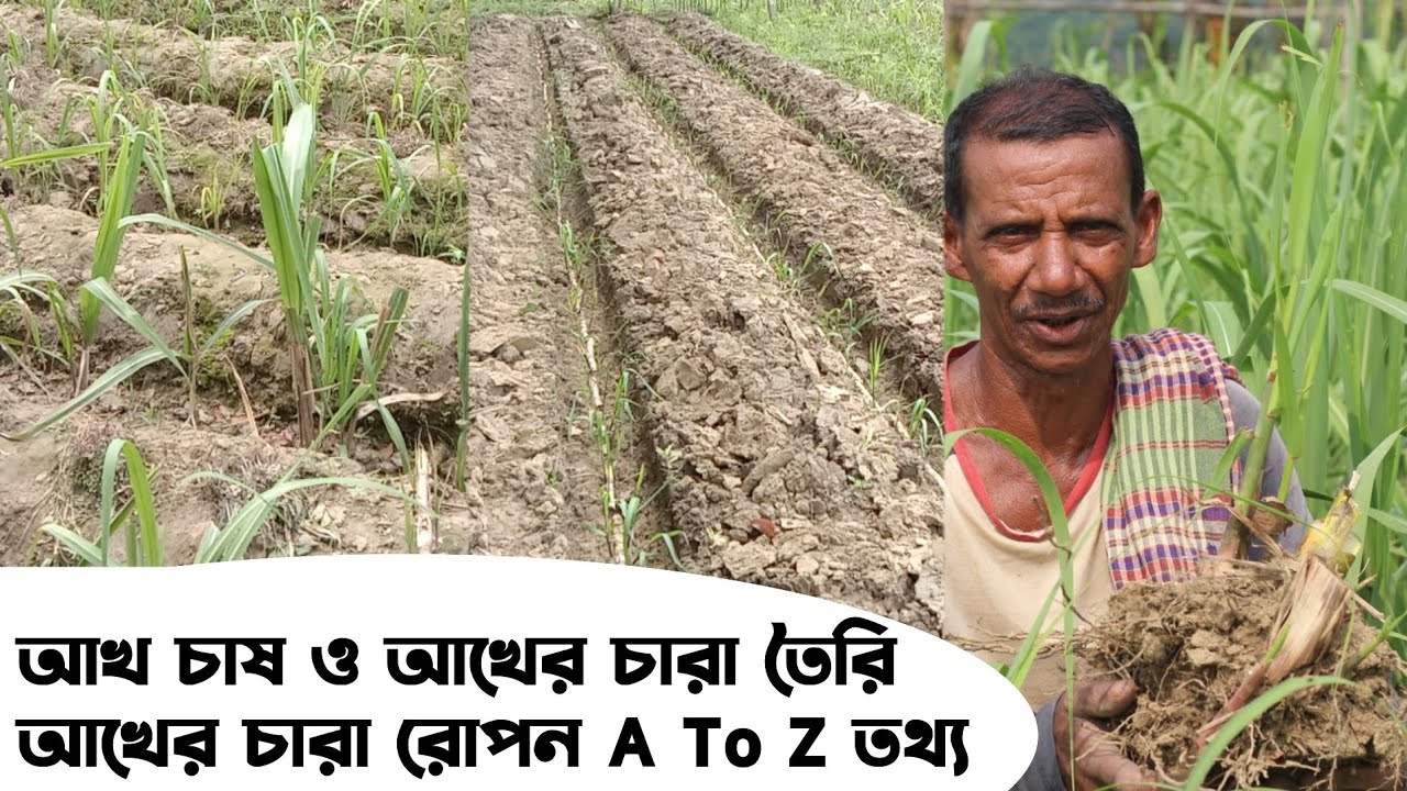 ১৫ বছরের বেশি সময় আখ চাষ। তিনি আখের চারা নিজে তৈরি করে এবং নিজেই আখের চারা রোপন করে।