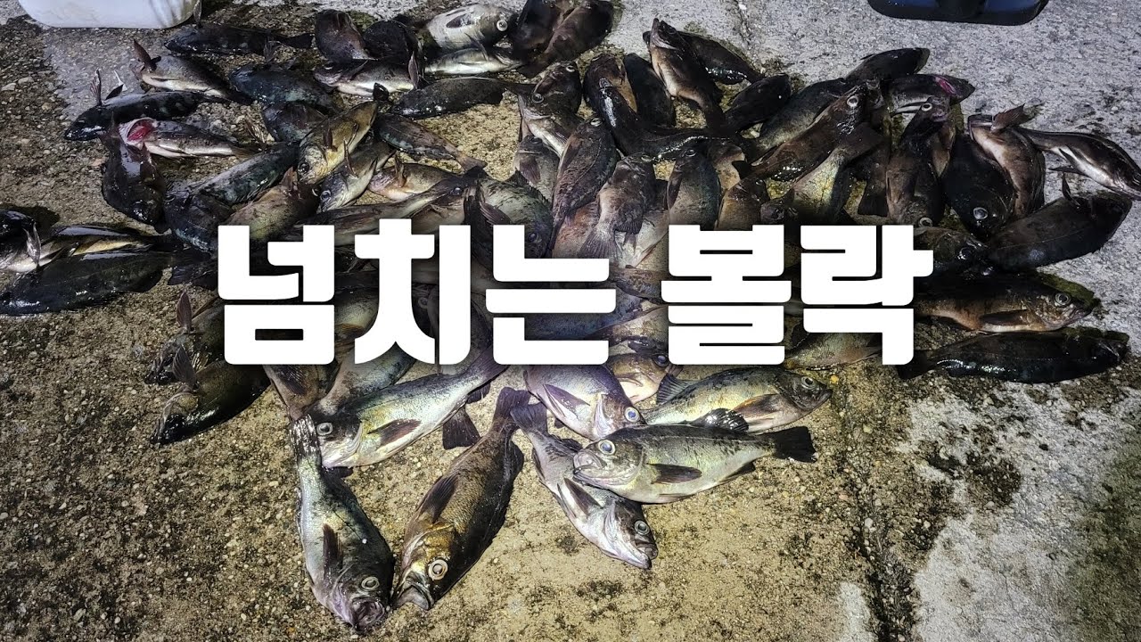 볼락이 넘치는 매력적인 바다! 패턴만 알면 넘치게 담아가는 볼락!!