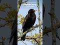 The Blackbird S Pure Melodic Song Is Ultra Relaxing The Blackbird S Pure Melodic Song Is Ultra Relaxing