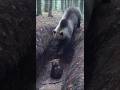 母熊が子熊を救出する瞬間2 #クマ #衝撃映像 #監視カメラ #自然の記録 #野生動物