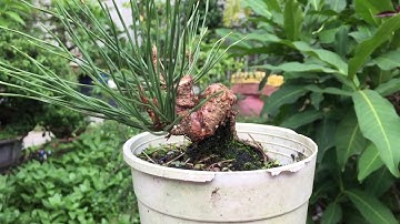 Cắt tỉa thông đen Nhật Bản