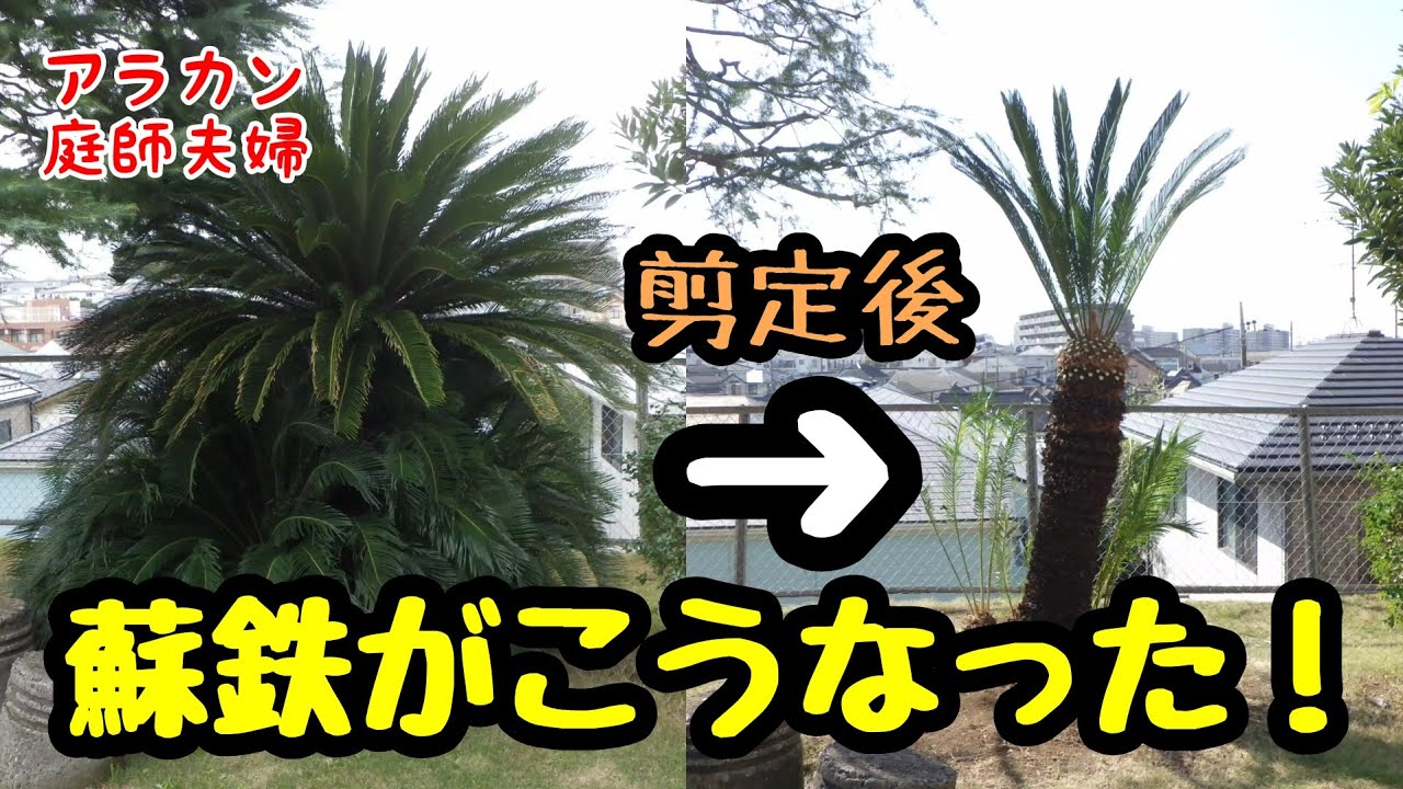 【50代庭師夫婦】255 ボサボサのソテツの剪定。