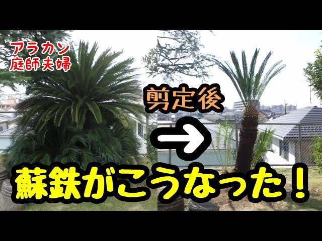 50代庭師夫婦】255 ボサボサのソテツの剪定。 - YouTube