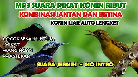 suara pikat konin jantan dan betina ribut @Kuang_Kicau