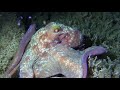 Le Poulpe commun : Octopus vulgaris