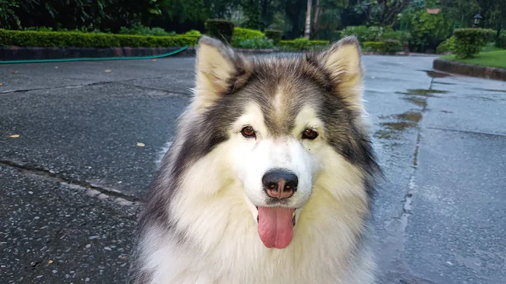 My Husky Speak PERFECT ENGLISH! (SO CRAZY) #shorts #viral #youtube #dog