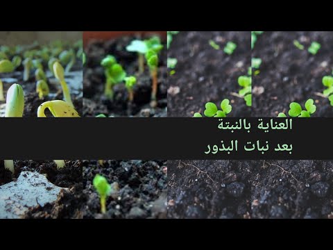 فيديو: سقي البذور المزروعة حديثًا - كيفية سقي البذور بعد الزراعة