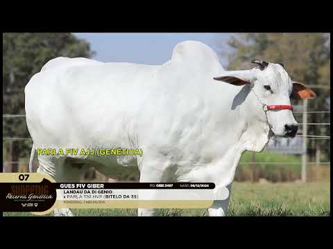 LOTE 07   GUES FIV GIBER   GIBE 2467 zap
