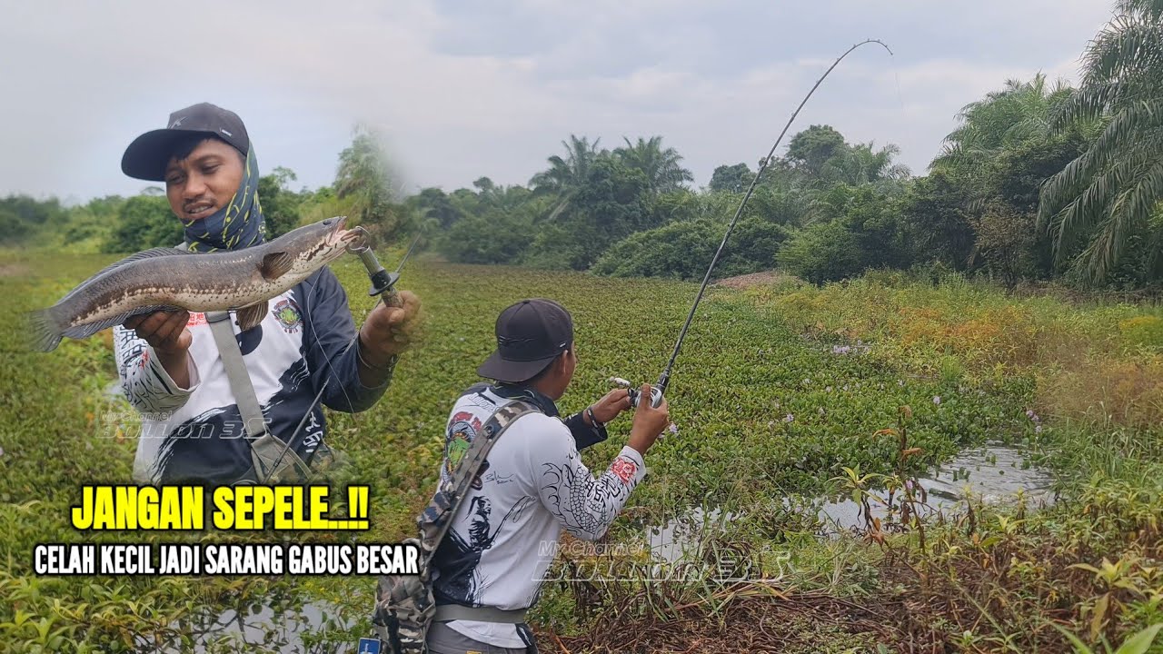 MANCING DI SPOT GABUS YANG TERTUTUP MASIH DI HUNI IKAN GABUS BABON YANG SANGAT GANAS