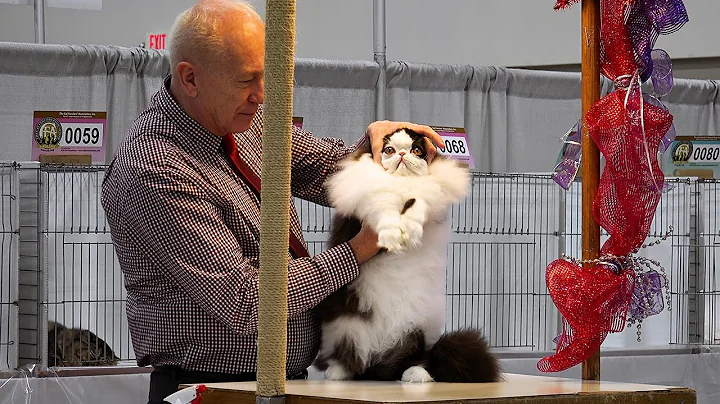 CFA International 2016 - Larry Adkison's longhair ...