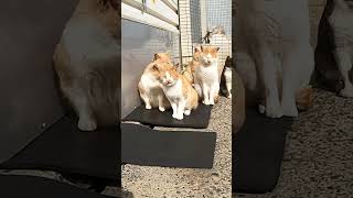 寒さをしのぐため群れる野良猫たち#Shorts