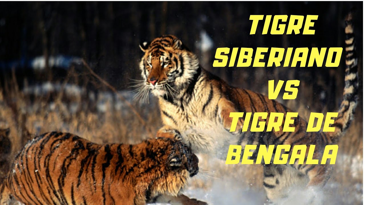 Tigre Siberiano Vs Tigre De Bengala White Tiger Wikipedia