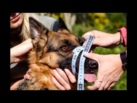 Vidéo: Comment protéger les planchers de bois franc des chiens