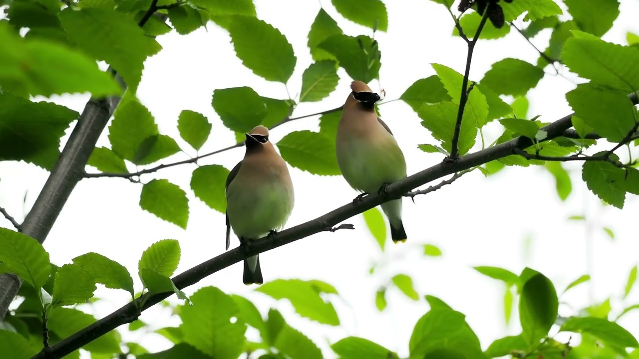 Cedar Waxwings playing pass the berry