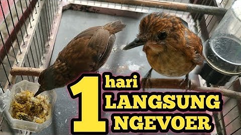 CARA MENGAJARI MAKAN VOER BURUNG JONGKANGAN BAHAN