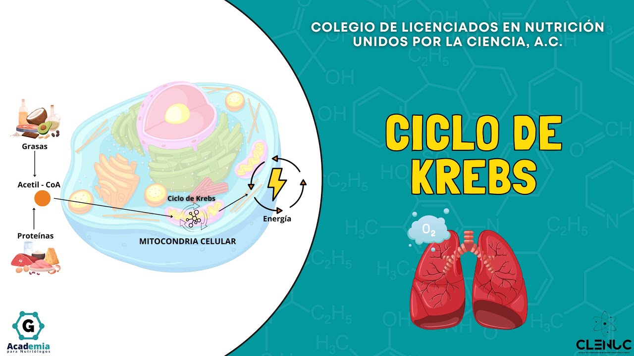 Comprende el ciclo de Krebs en menos de 3 minutos | Academia para Nutriólogos